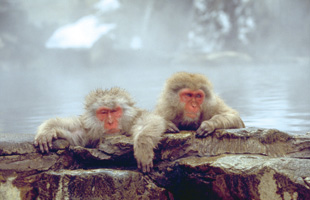 지고쿠다니 원숭이공원